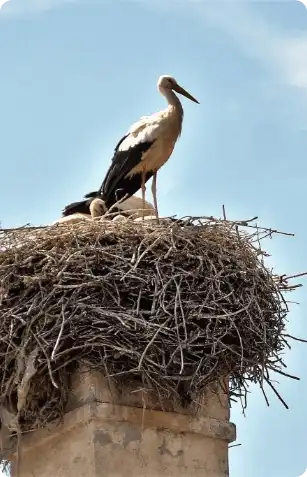 Bird-nest-on-chimney-boston-2