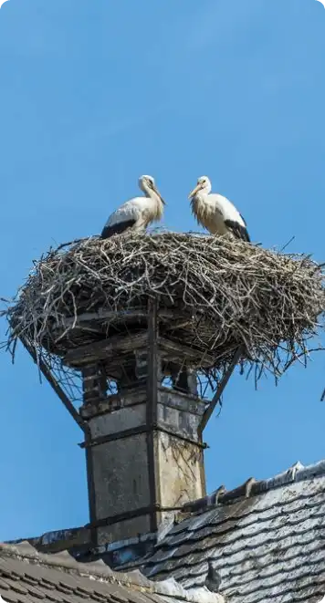 birds-nest-on-chimney-boston