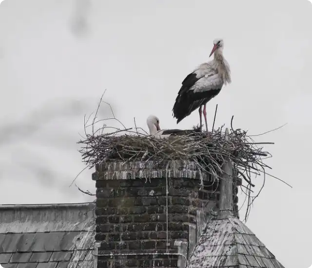 nest-removal-services-in-boston